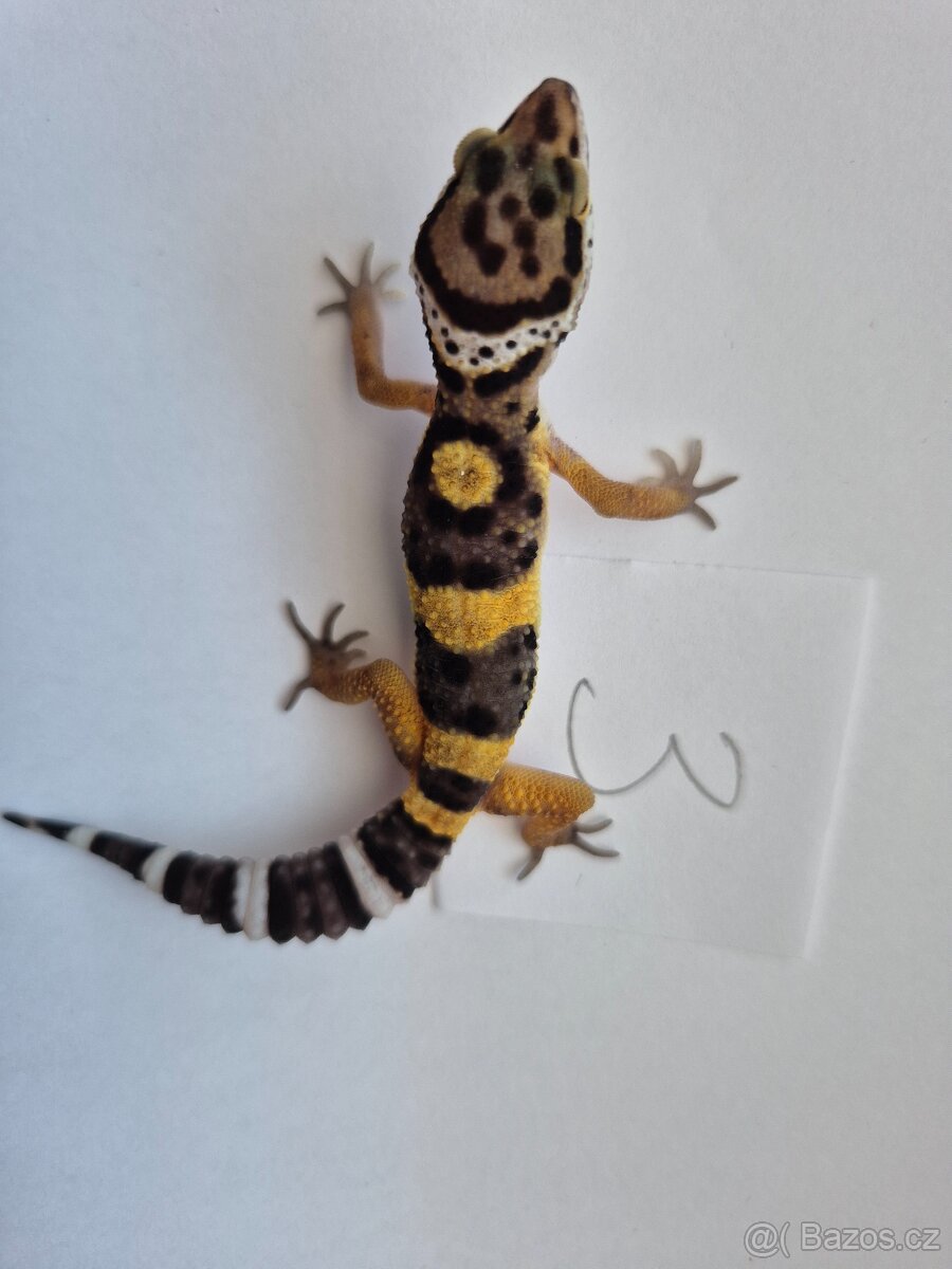 Gekončík noční - 2
