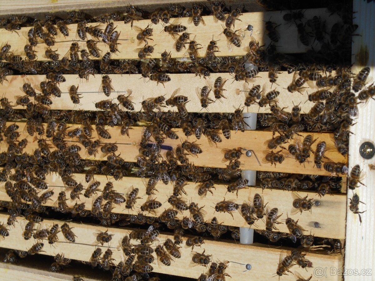 Včelí oddělky - 2
