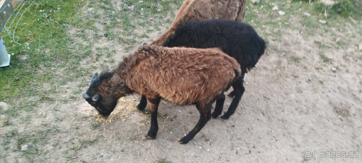 Kamerunské ovce - 2