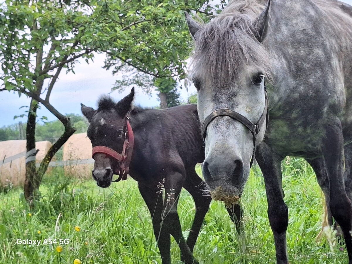 Pony klisna kat. A - 2