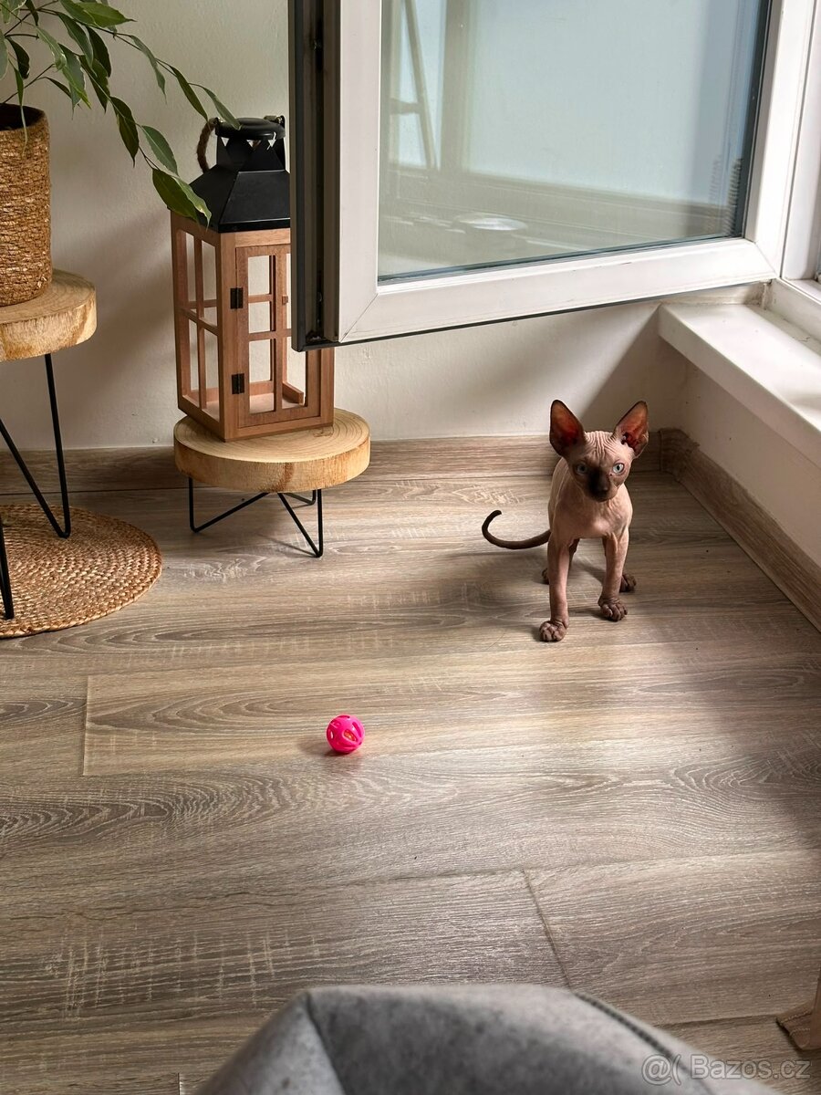 Sphynx - 2