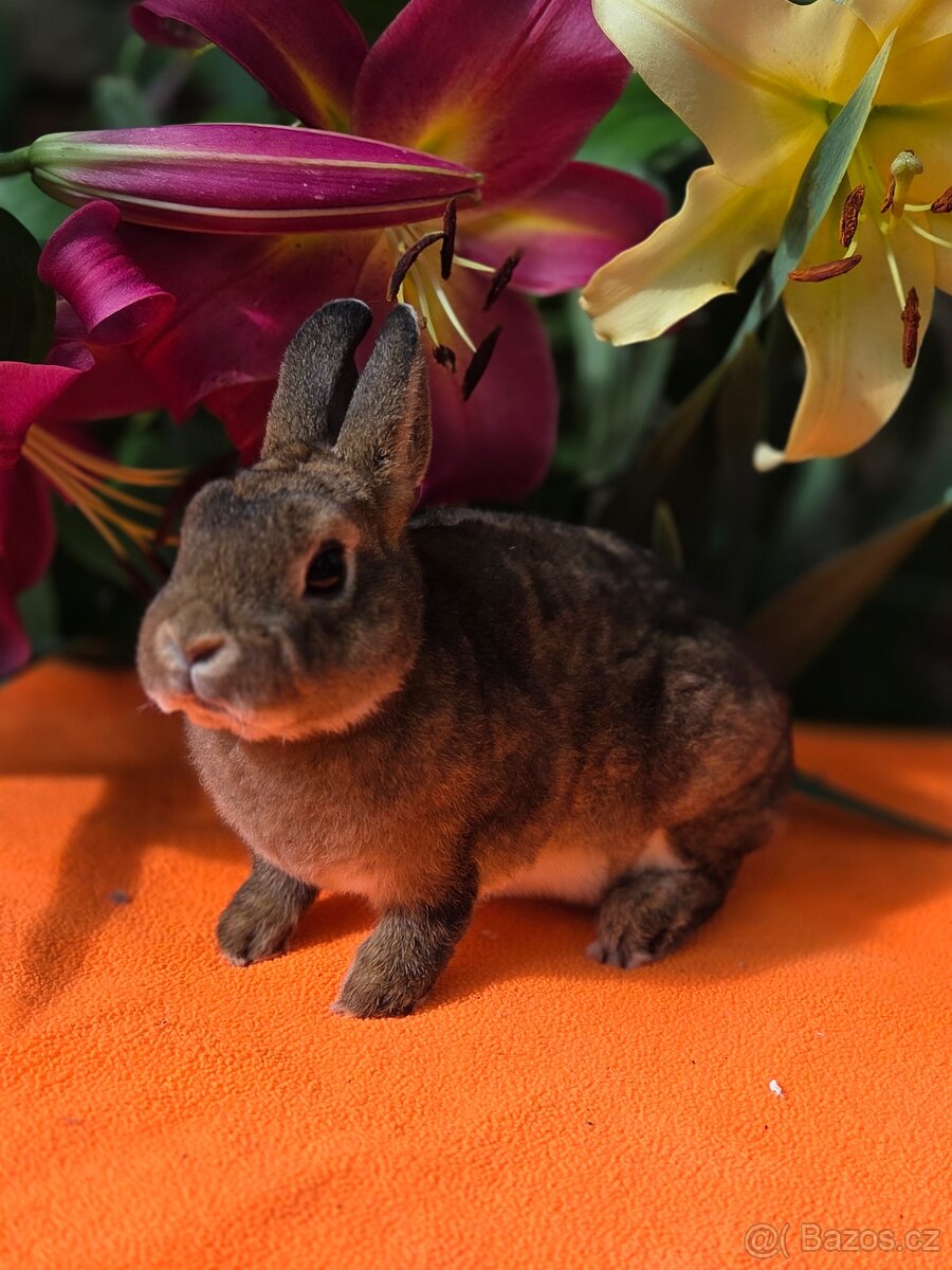 Mini rexík -luxusní mazlíček - 2