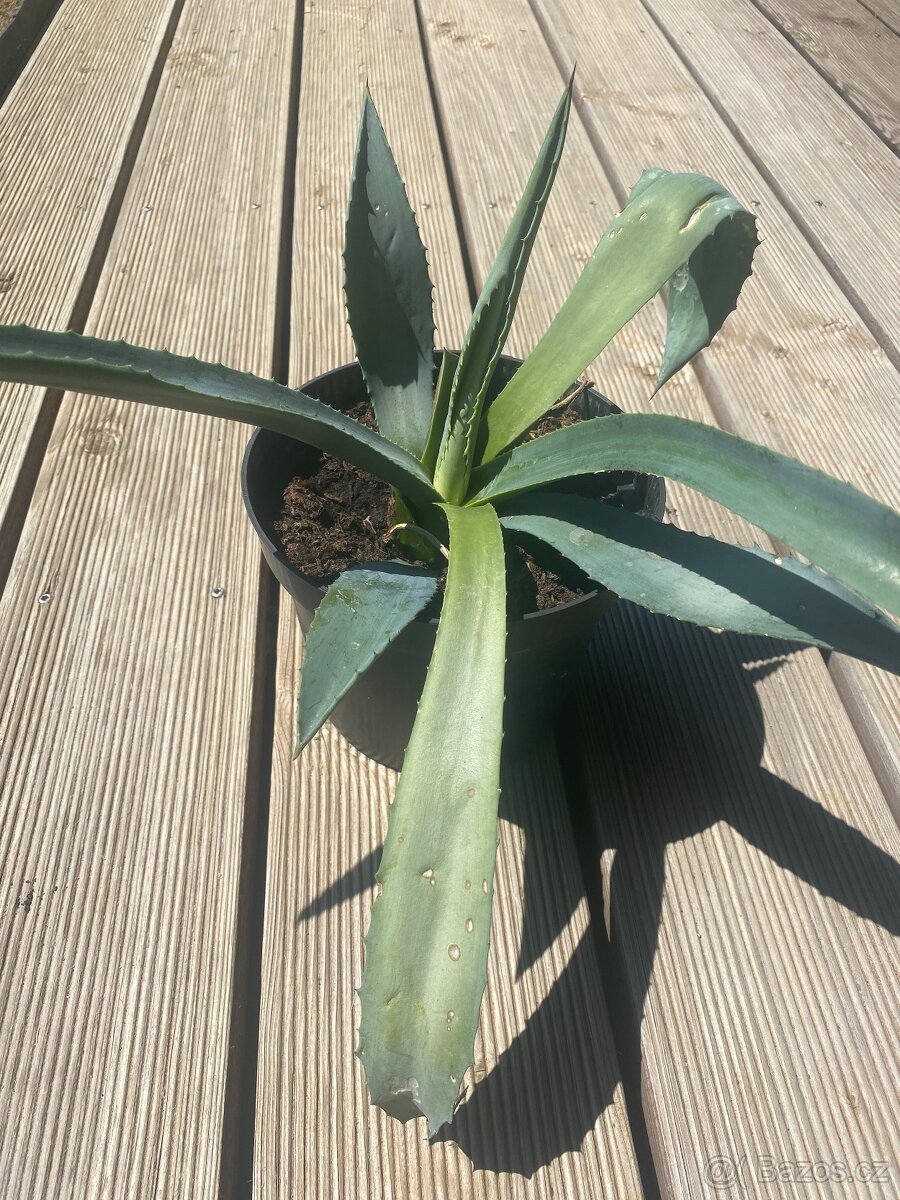 Aloe - 2