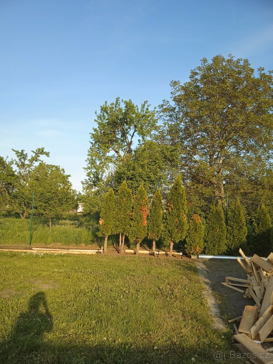 Prodej tůjí - 2