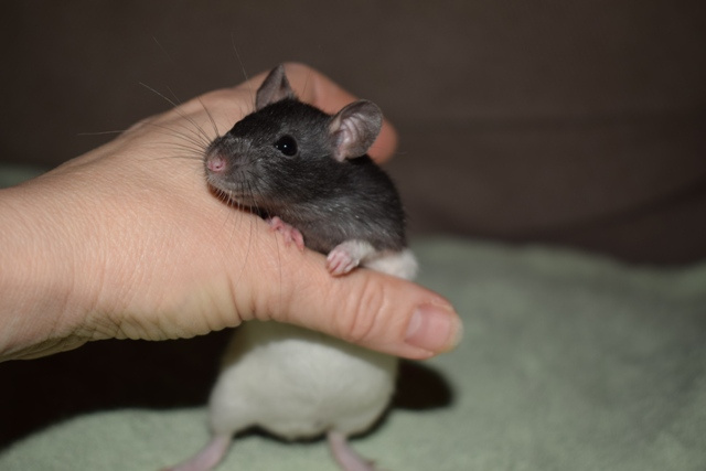 8.11. Praha - potkani, potkánci - dwarf, fuzz, standard, dum - 2