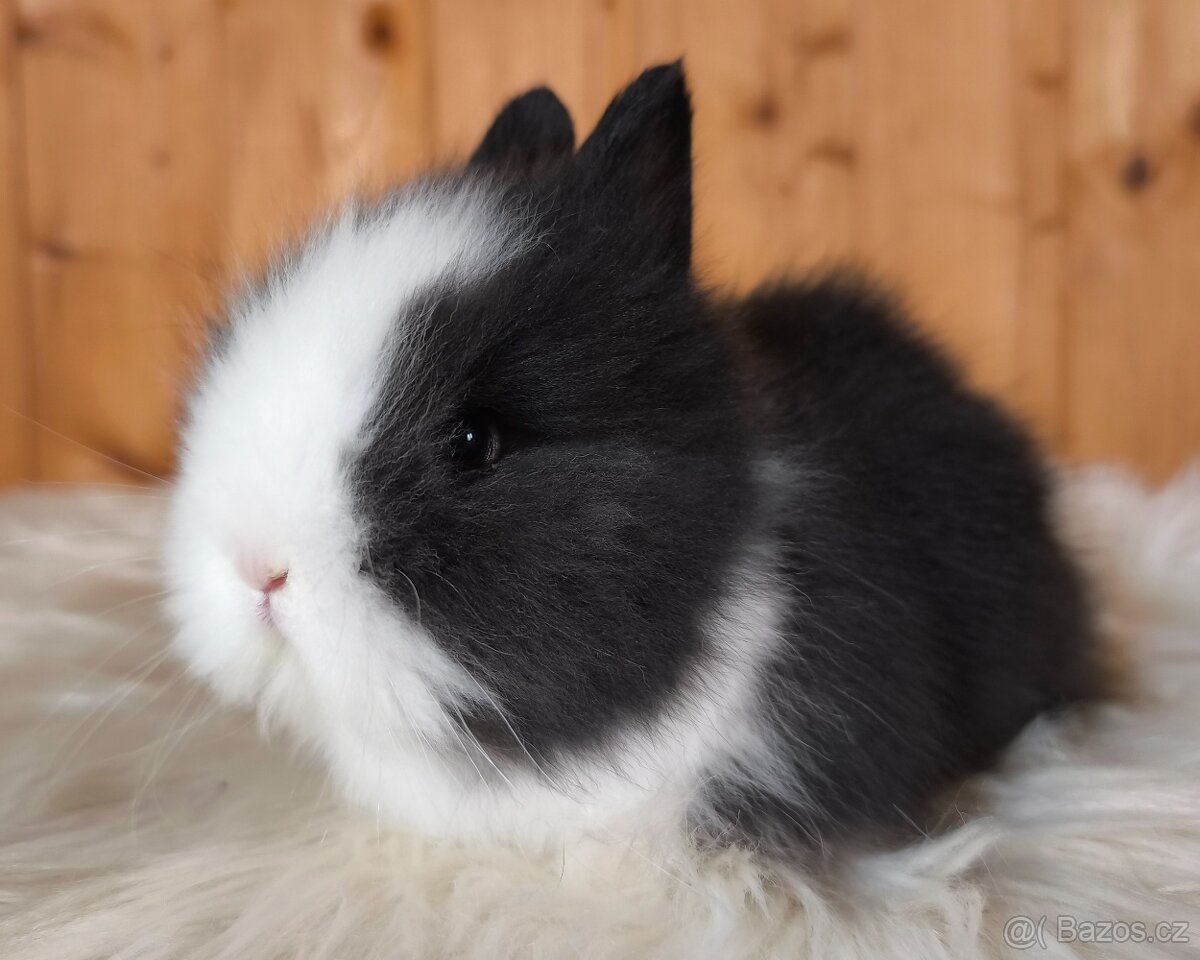 Zakrslí králíci jako vánoční dárek - 2