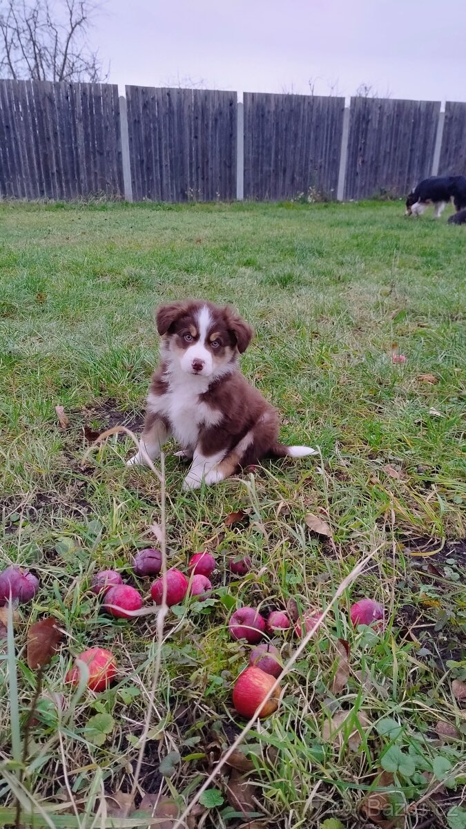 Border kolie bez PP - 2