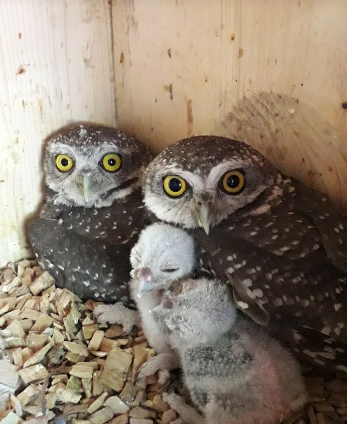 Sýček brahmínský - chovný samec - 2