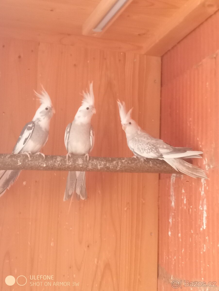 Korela bělohlavá - 2