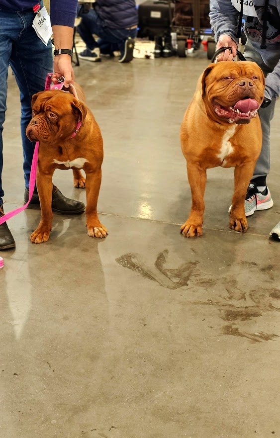 Bordeauxská doga - pes krytí - 2