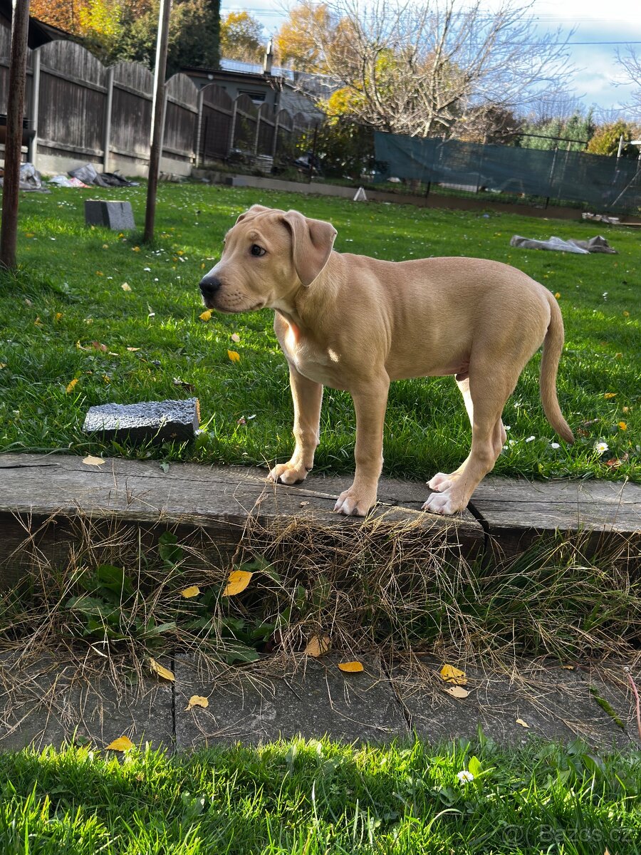 Americký staford - 2