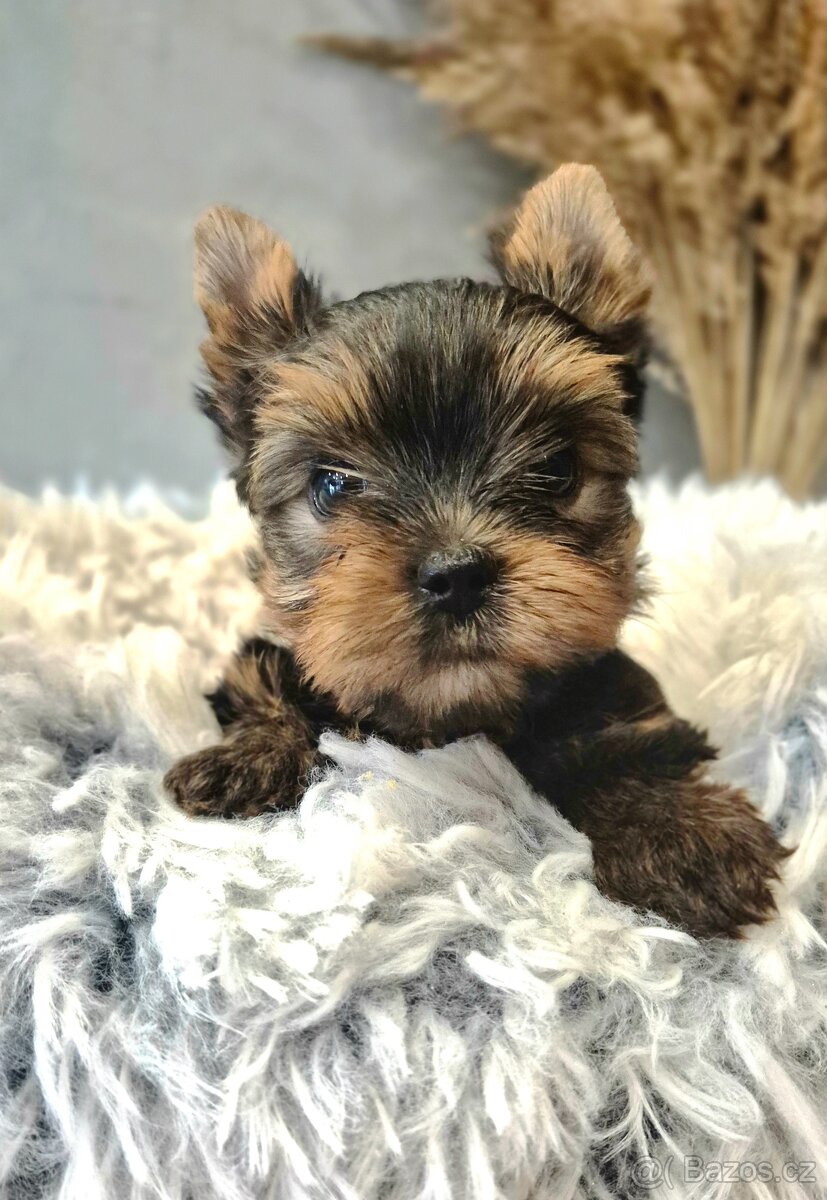 Jorkšírský terier, štěňátka s PP FCI - 2