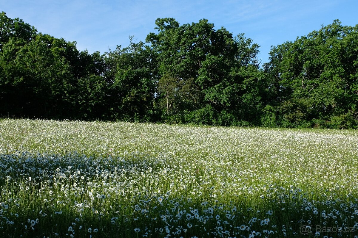 Prodej lučního sena - 2