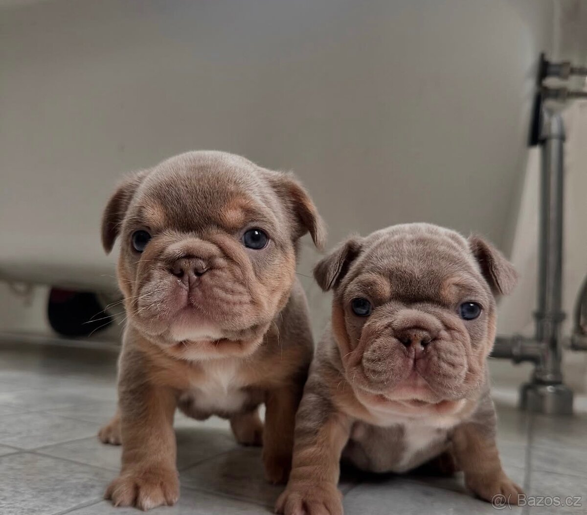 K dispozici registrovaná štěňata francouzského buldočka. - 2