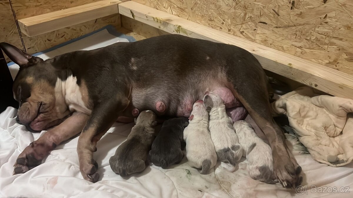 American bully pocket - 2