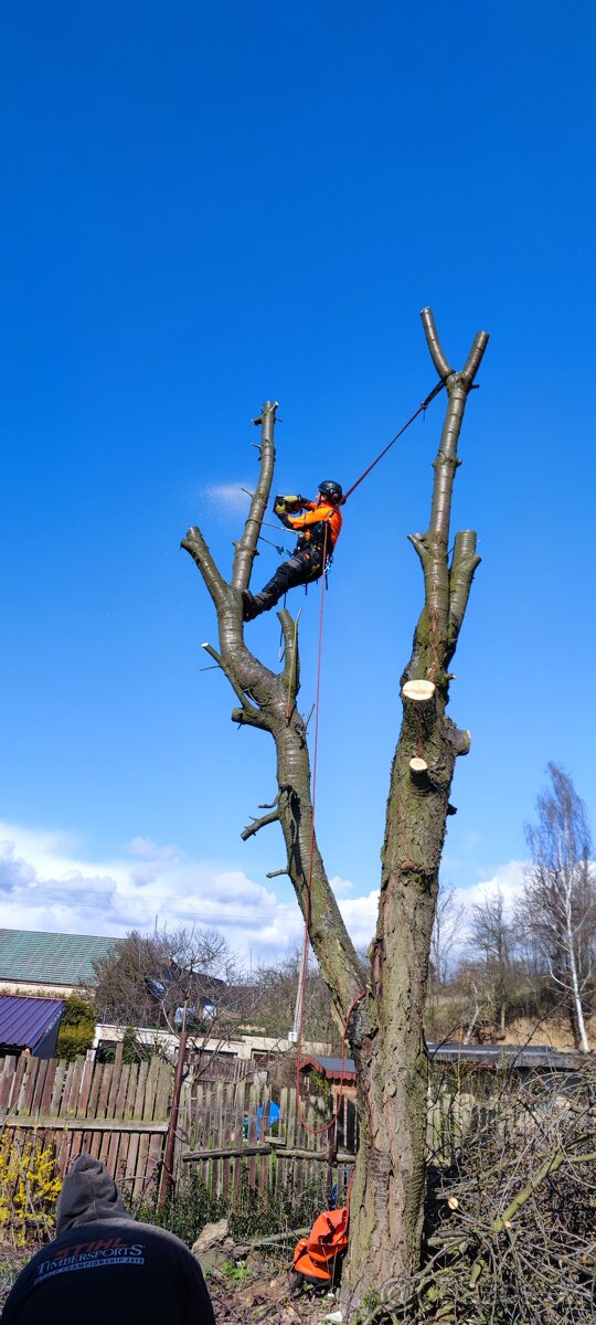 Rizikové kácení - 2