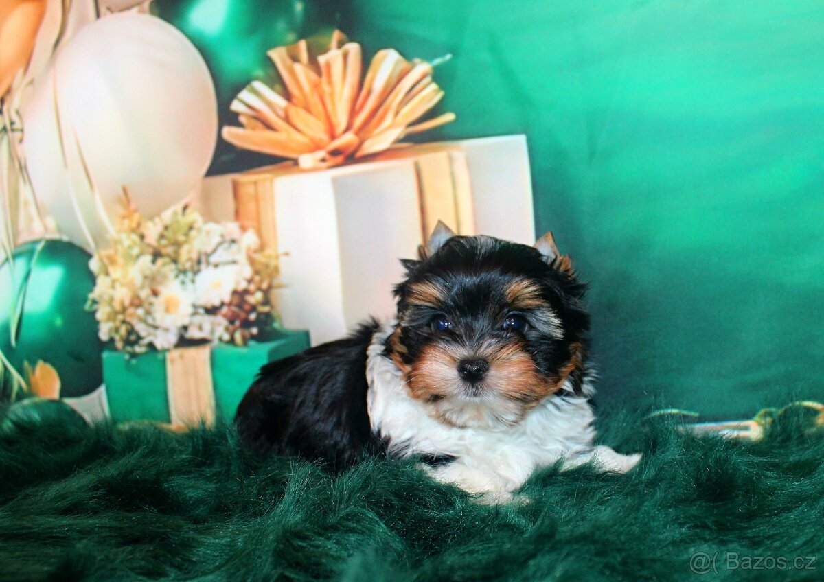 biewer terier s PP jorkšírský pejsek - 2