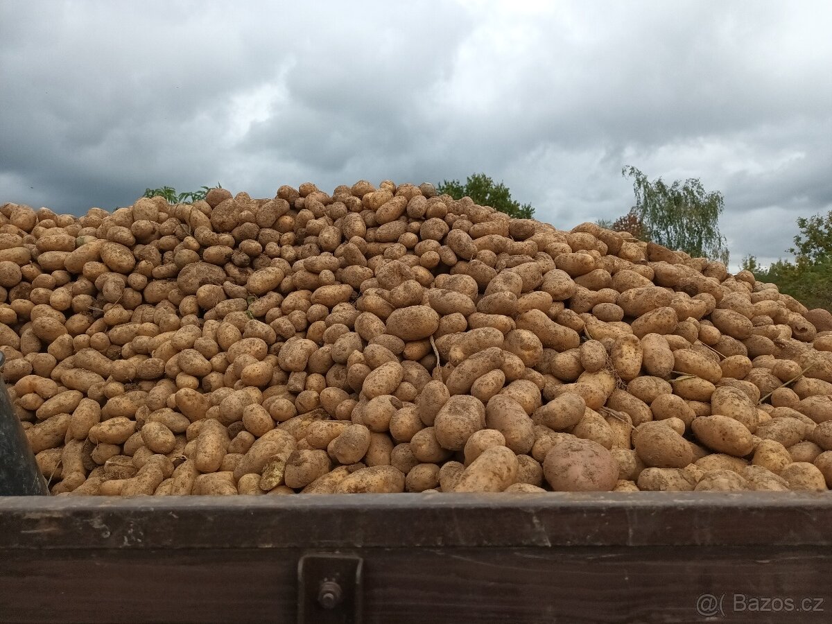 Brambory na uskladneni - 2