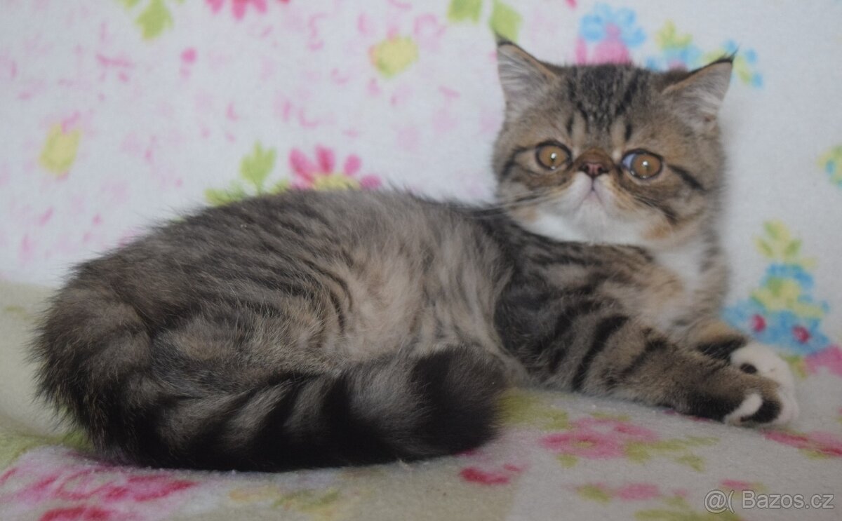 Exotický kocour - 2
