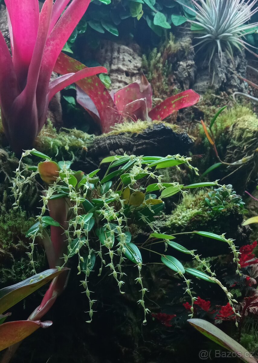 BEGONIA AMPHIOXUS - 2