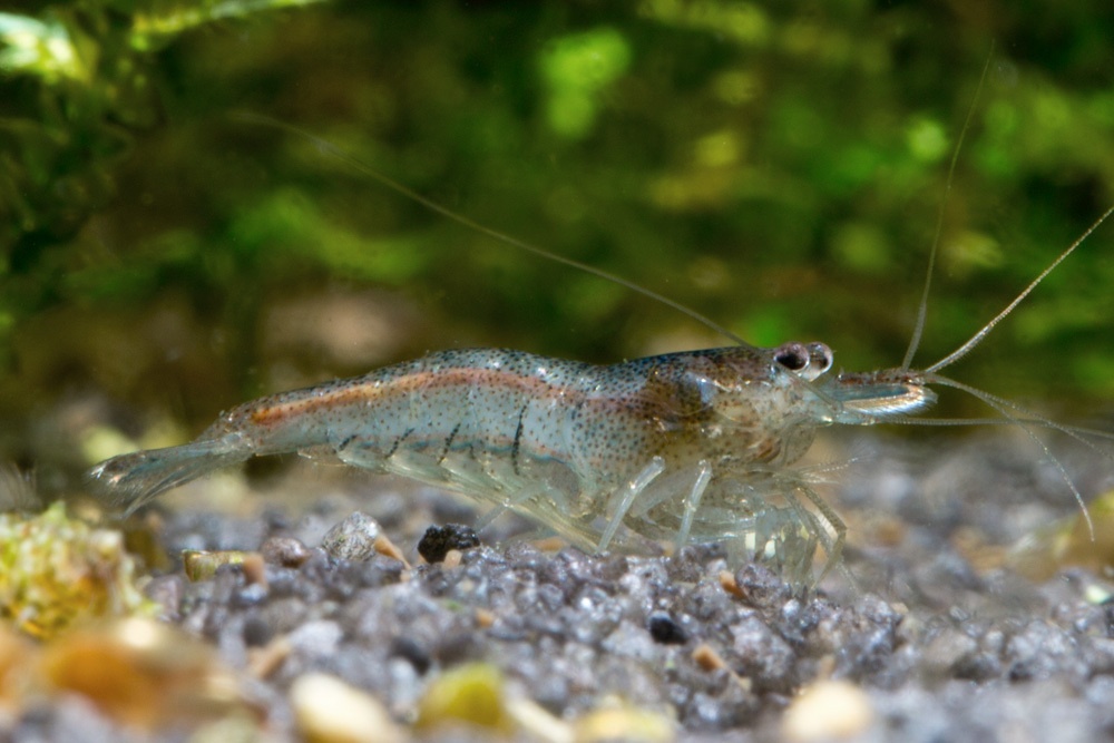 Malawa Shrimp - 2