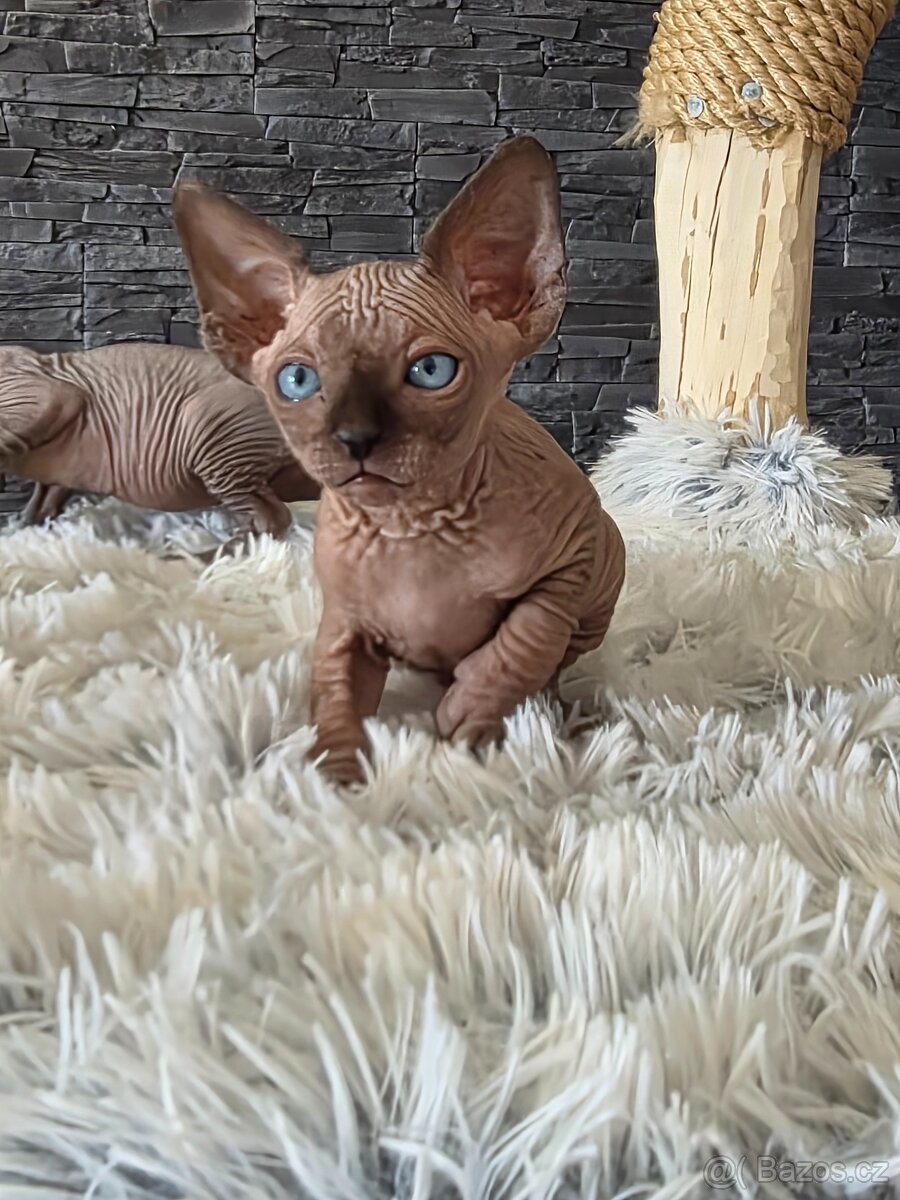 Kanadský sphynx - 2