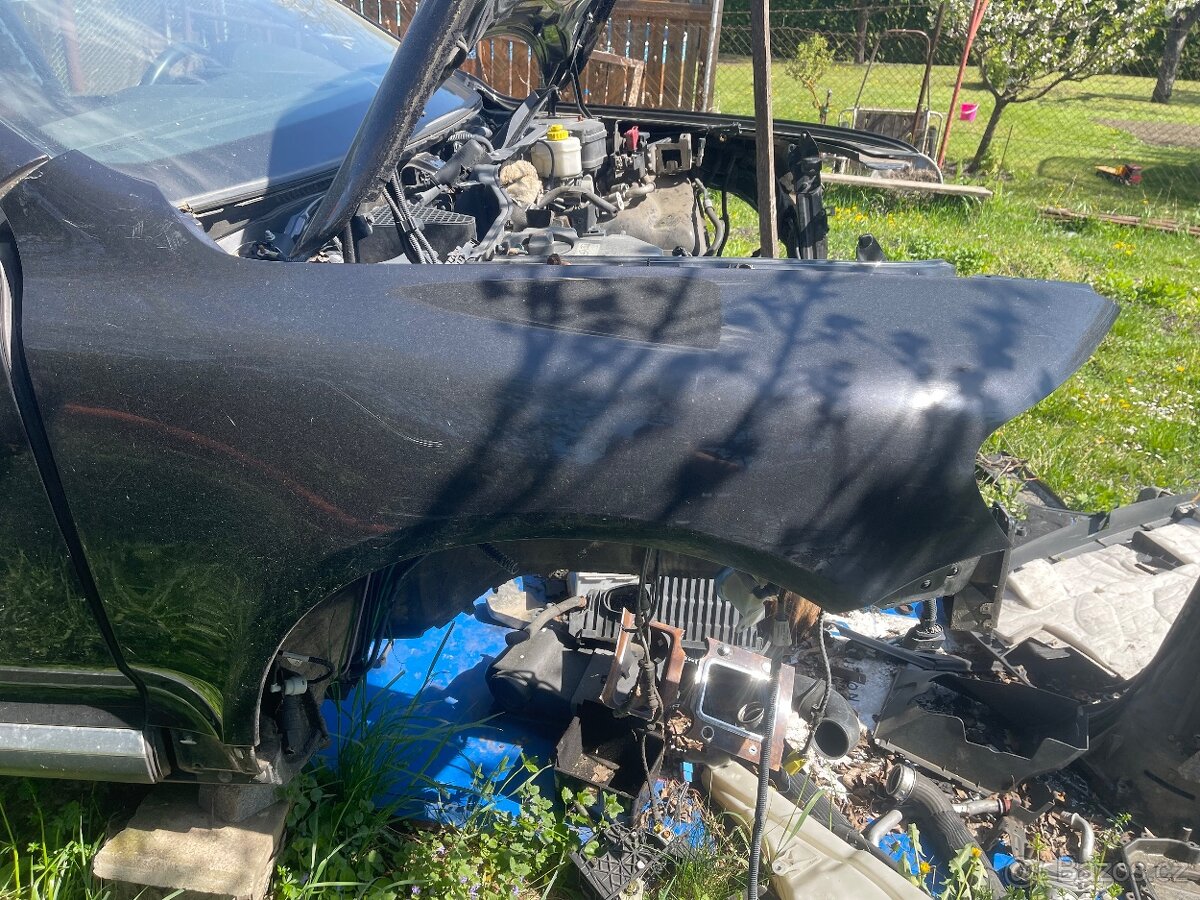 Blatník touareg - 2