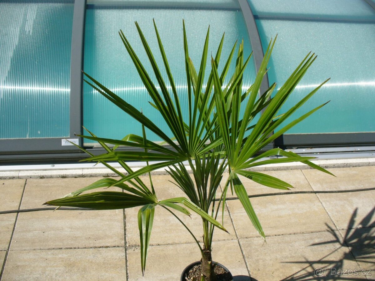 Palma konopná 90cm - 2