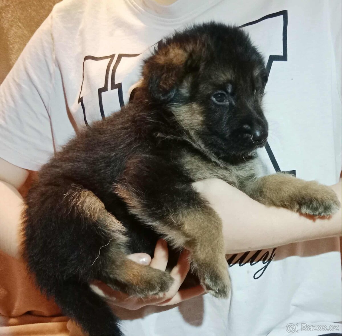 Německý ovčák - štěňátka s PP - 2