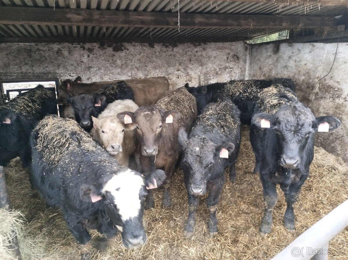 Zástav býčci Angus - 2