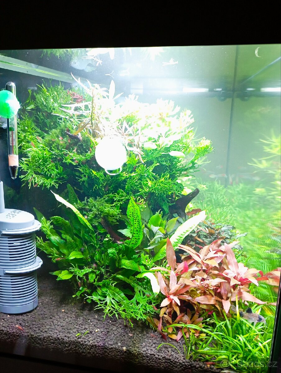 Akvarijní rostlinky a krevetky Red Cherry - 2