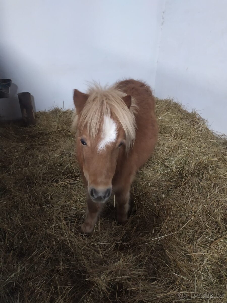 Prodám klisnu shetland pony - 2