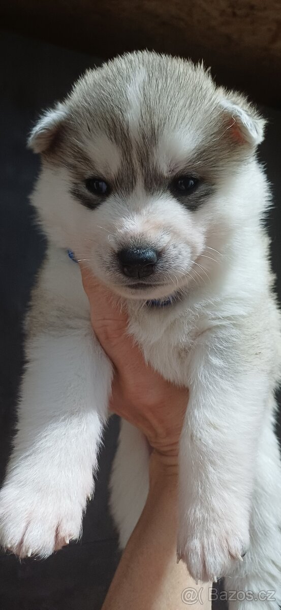 Sibiřský husky štěňátka s pp - 2