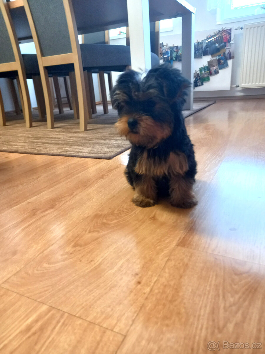 Jorkšírský teriér , Yorkshire terier - 2