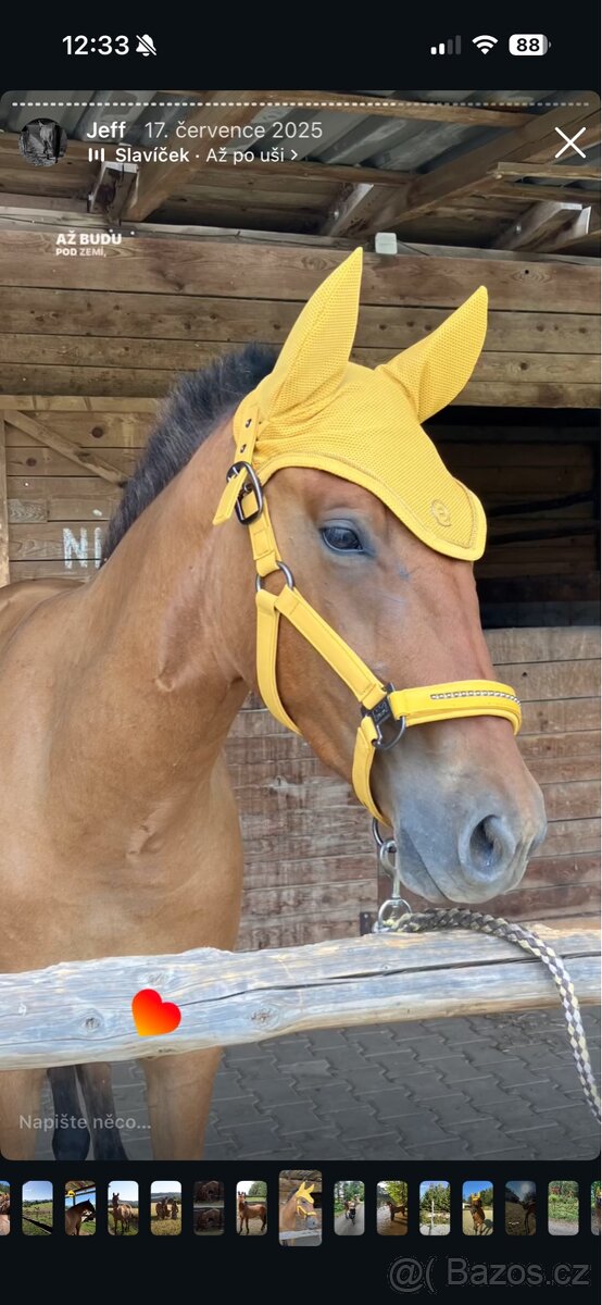 Zvažuji prodej valacha Qh - 2