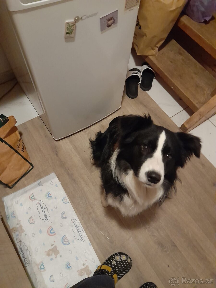 Border kolie s PP - 2