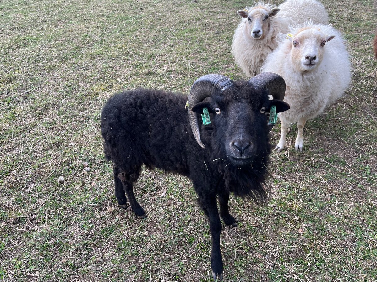 Quessantský beránek - 2