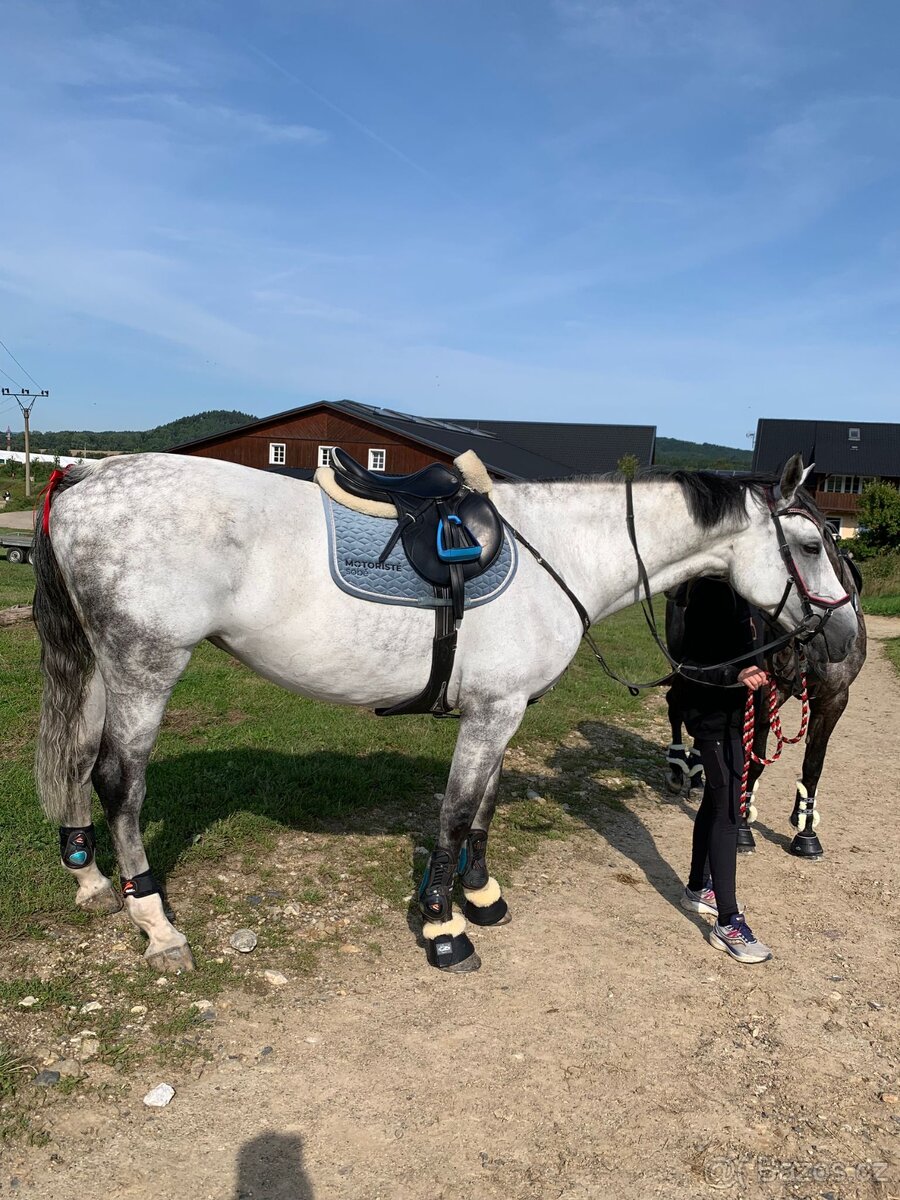 Prodej koňských potřeb pro koně LADY B a RULANDO P - 2