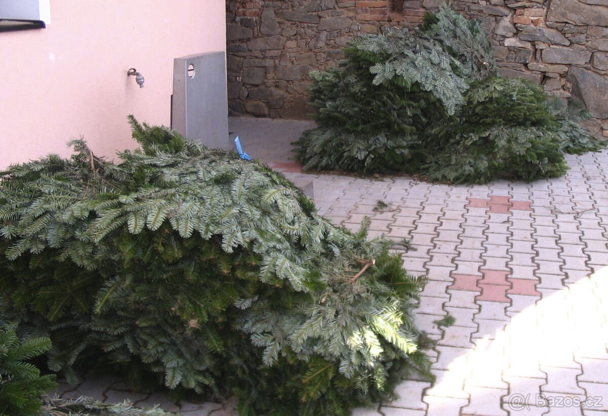 Okrasné chvojí (klest) jedle kavkazská - 2
