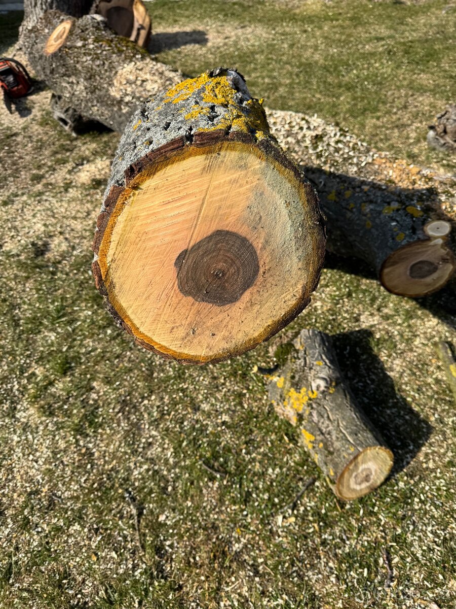 Ořech 50 let starý - 2