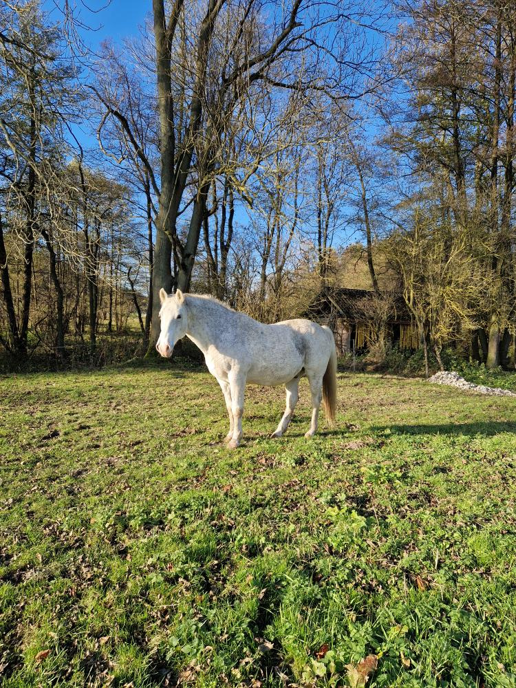 Lipický kůň na prodej - 2