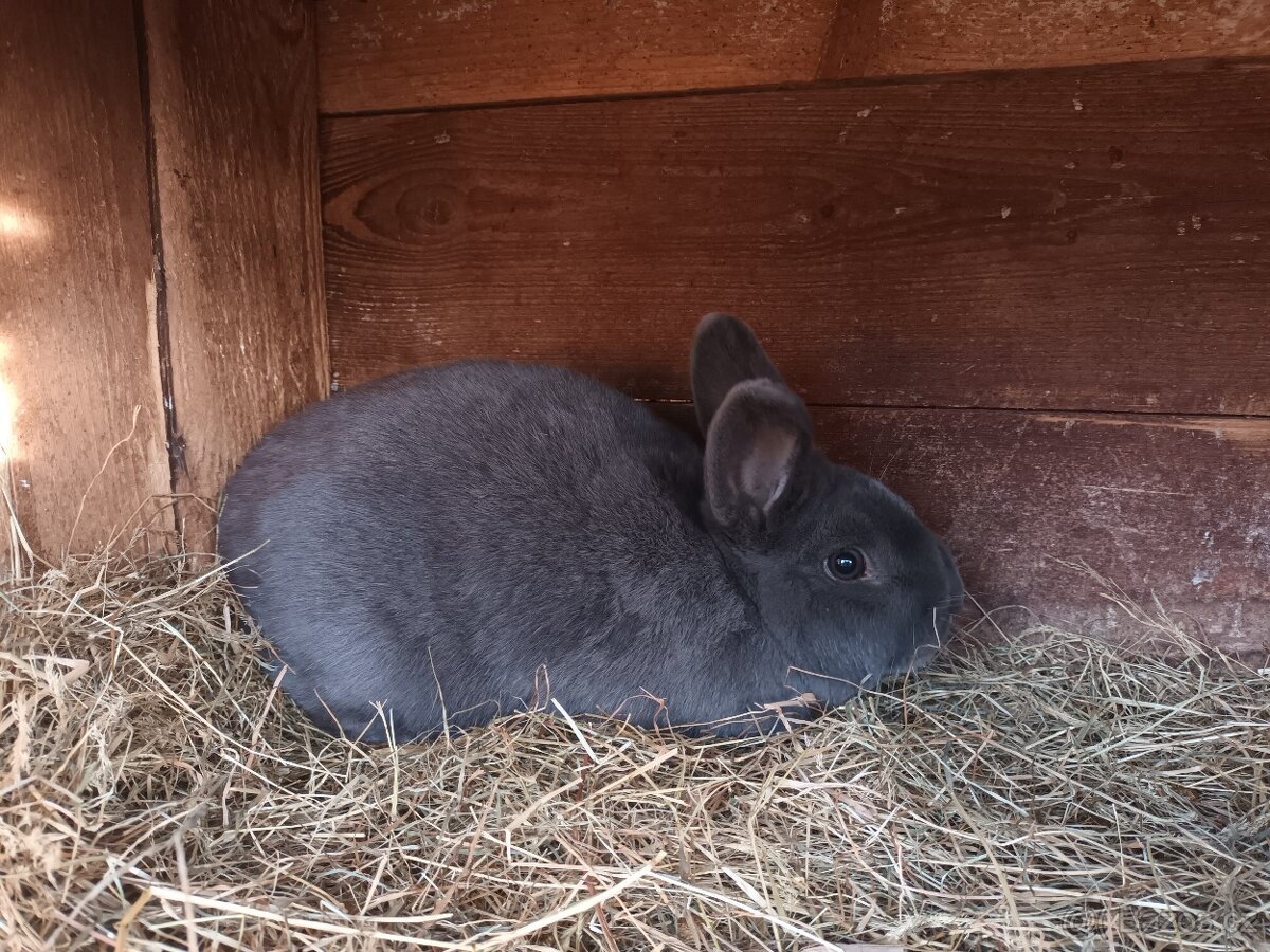 Holíčský modrý - 2