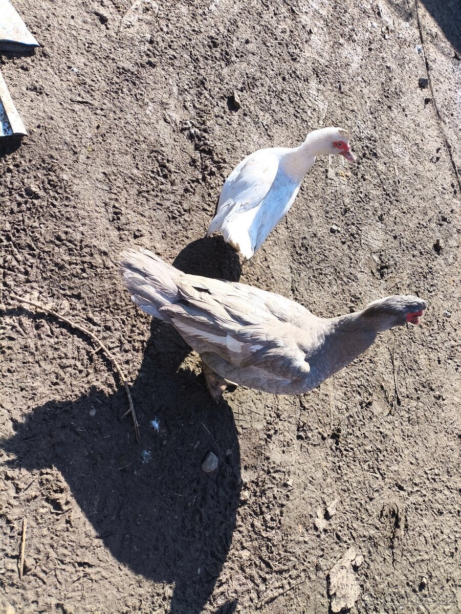 Pižmové kachny - 2