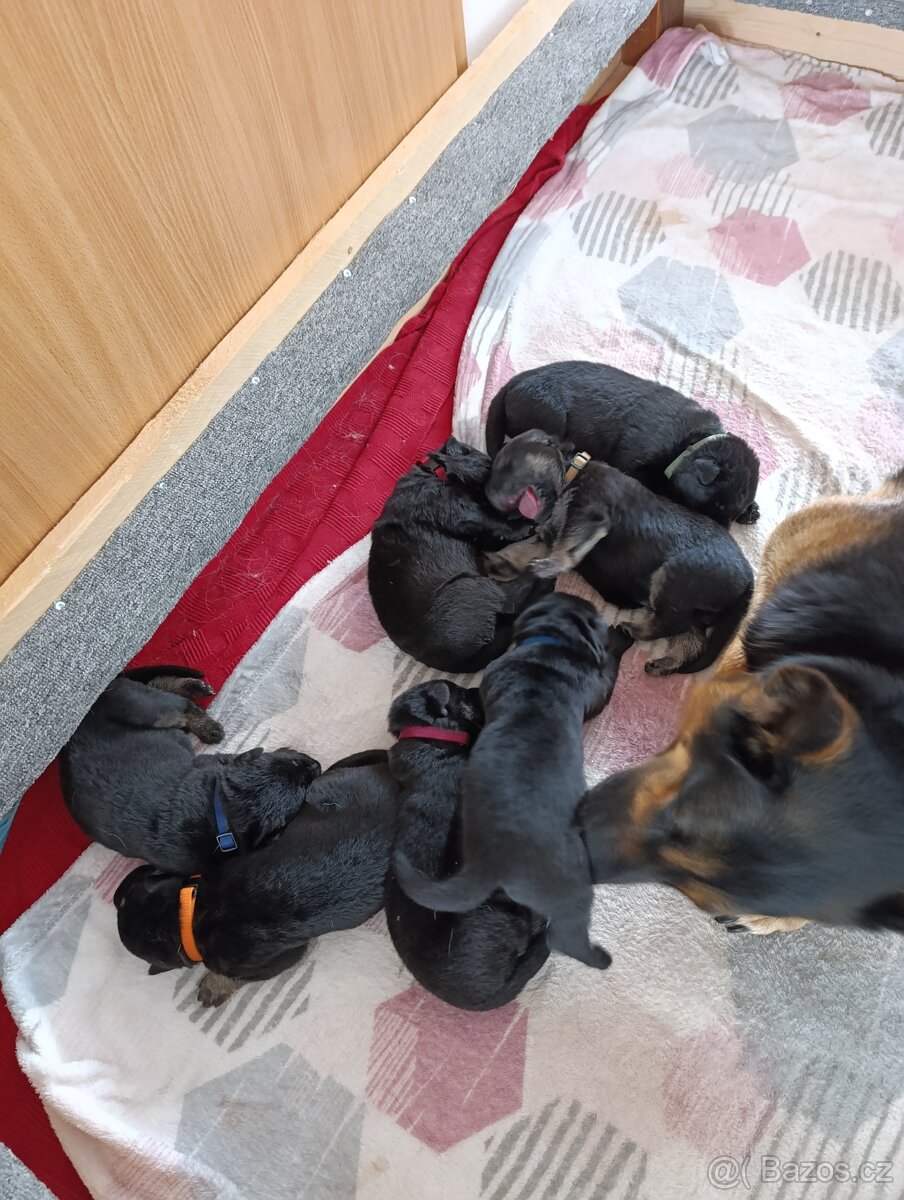 Štěňata NO - 2