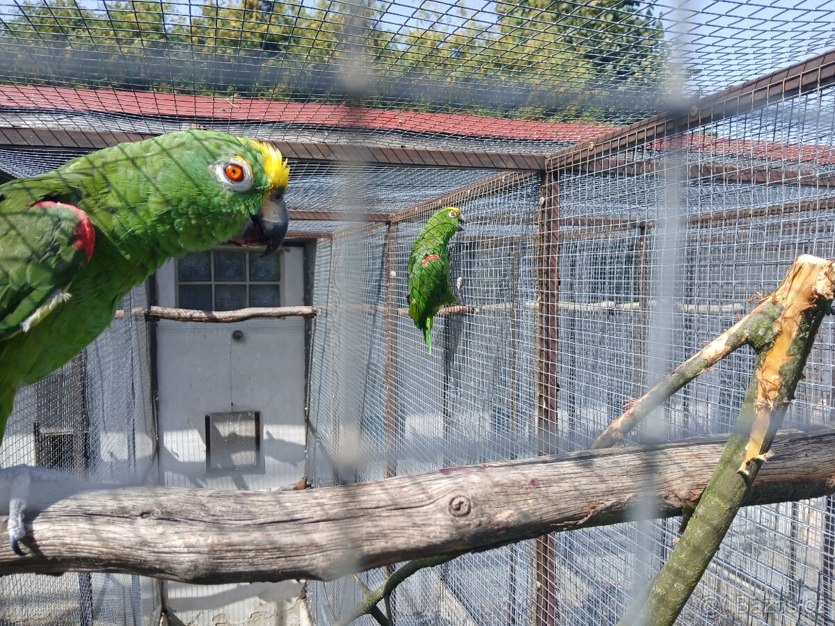 Amazoňan surinamský - 2