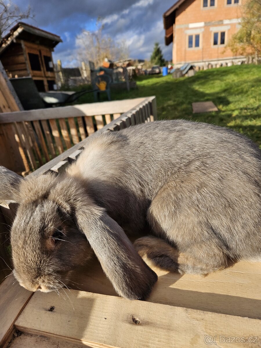 Francouzský beran - 2