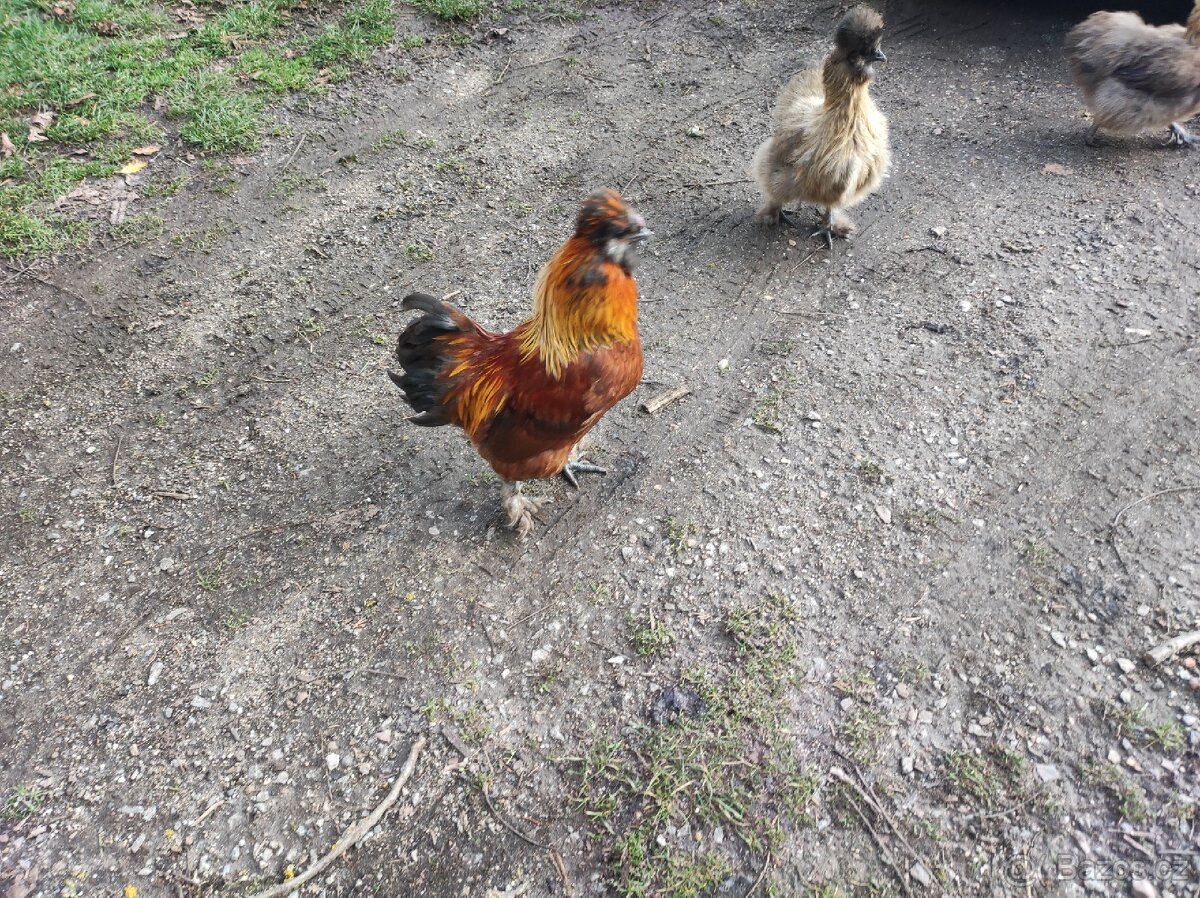 Kohouti hedvábnicky - 2