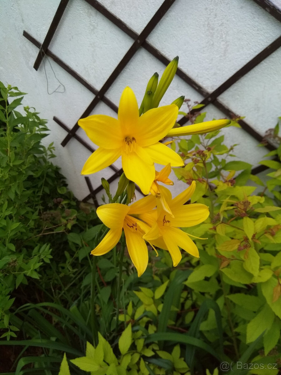 Denivka žlutá, jednoduchá, žluté hvězdy, krásná, sazenice - 2