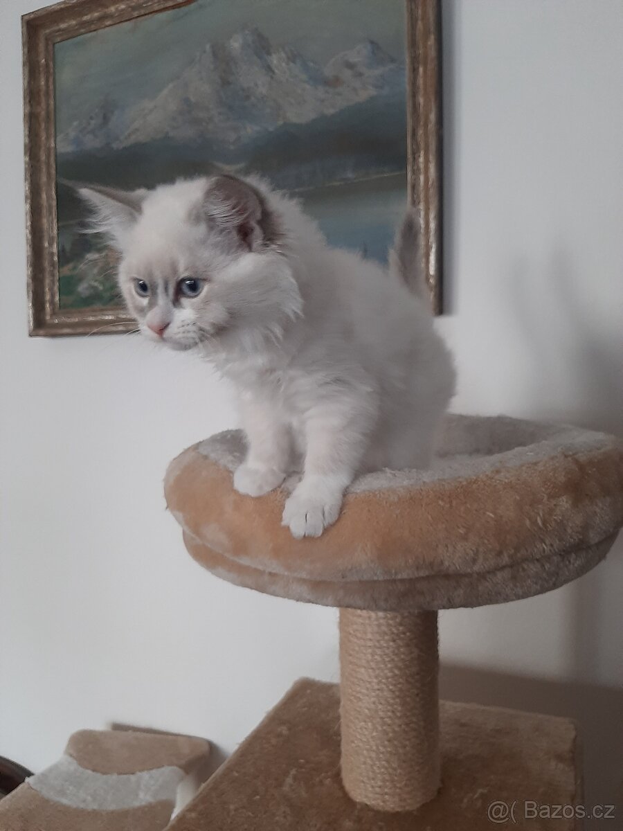 Prodám kočičku Ragdoll bez PP - 2