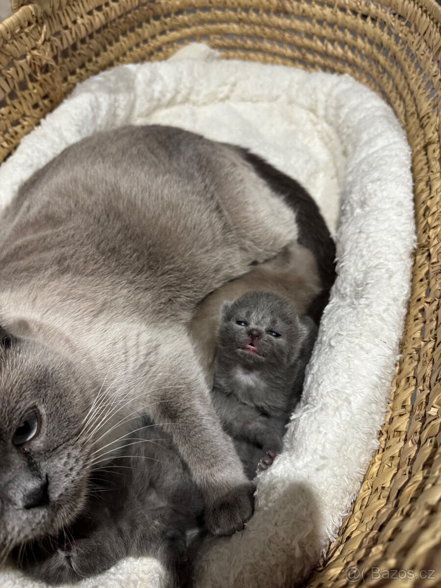 Britská koťata - 2